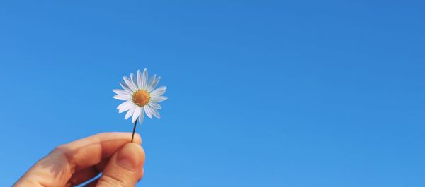 Hand holding white flowering plant against blue sky