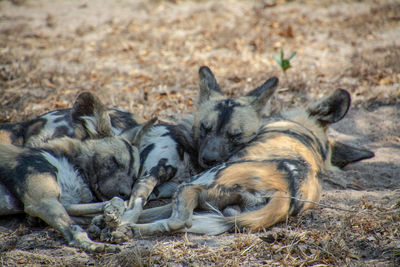 African painted wolves snoozing
