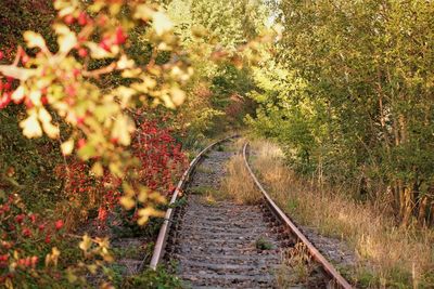 Railroad track amidst trees on field