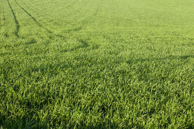 Full frame shot of fresh green field