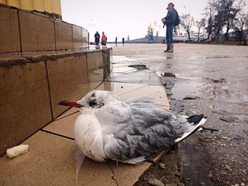 Bird on ground against sky