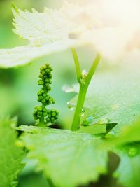 Close-up of green leaf on plant