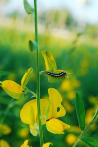 Close-up of yellow flowering plant