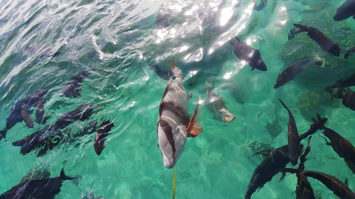 High angle view of fish swimming in sea