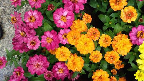 Close-up of pink flowers blooming outdoors