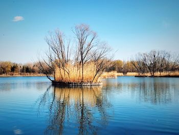 Bare trees by lake against clear blue sky