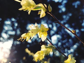 Close-up of yellow flowers