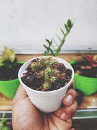 Close-up of hand holding potted plant