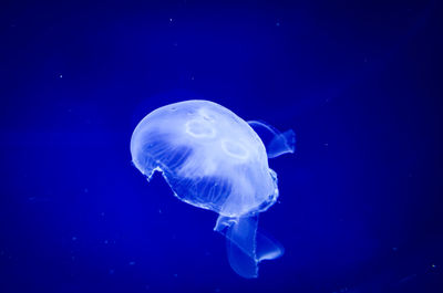 Close-up of jellyfish swimming in sea