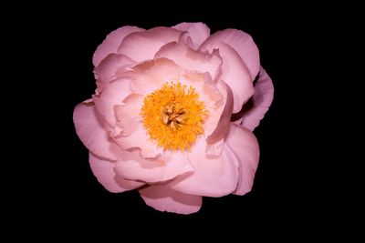 Close-up of peony flower against black background