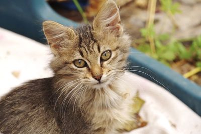 Portrait of cat relaxing outdoors