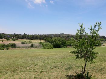 Scenic view of agricultural field against clear sky