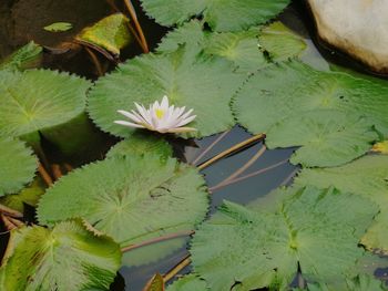 High angle view of water lily