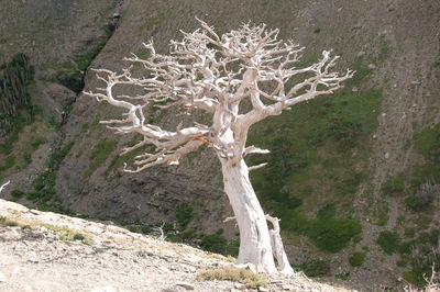 Dead tree on landscape