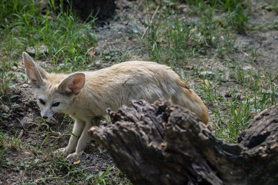 View of an animal on land