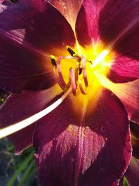 Close-up of purple rose flower