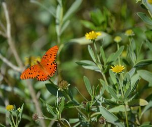 Close-up of butterfly on flower