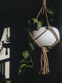 Close-up of potted plant hanging in darkroom