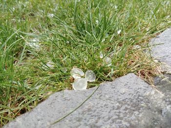 Close-up high angle view of grass