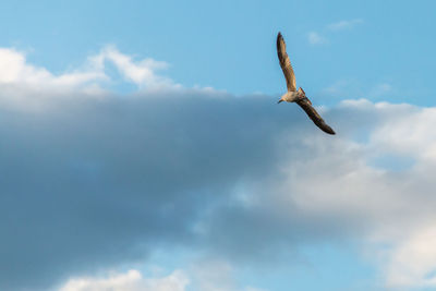 Low angle view of seagull flying