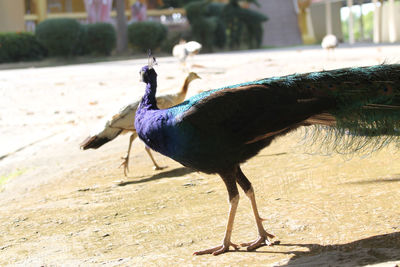 Close-up of a peacock