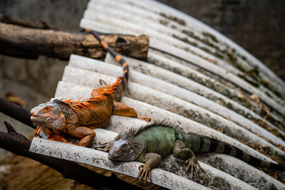 Two iguanas on the roof