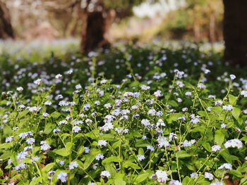 Close-up of white flowering plants on field