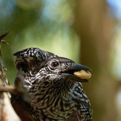 Close-up of a bird