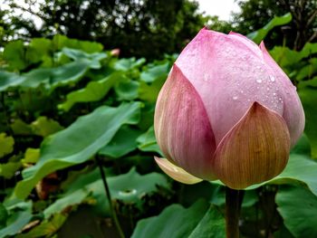 Close-up of pink lotus water lily