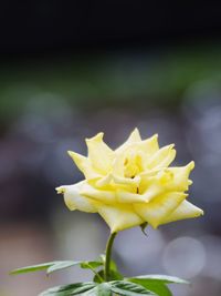 Close-up of yellow flower