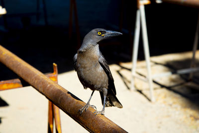 Close-up of bird perching on railing