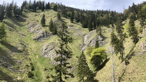 Panoramic view of trees on landscape against sky