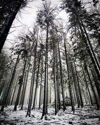 Trees in forest during winter