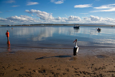 View of swans on beach