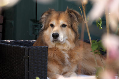 Portrait of dog looking away