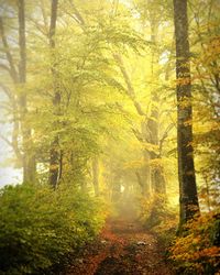 Trees in forest