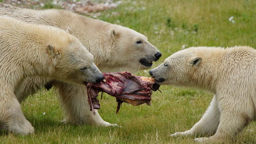 Feeding time