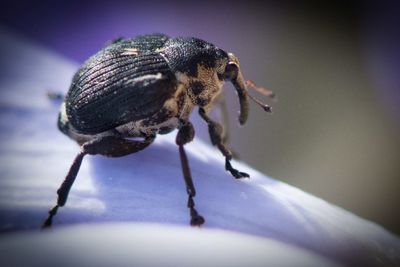 Close-up of insect on flower