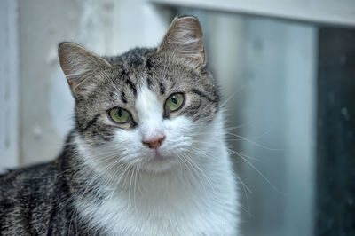 Close-up portrait of tabby cat