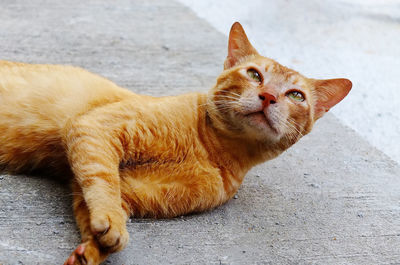 Portrait of a cat lying on footpath
