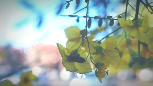 Close-up of yellow flowering plant