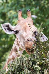 Close-up of giraffe against plants