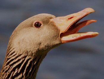 Close-up of goose screaming