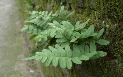 Close-up of plant