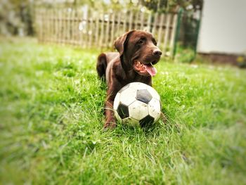 Dog playing with ball on grass