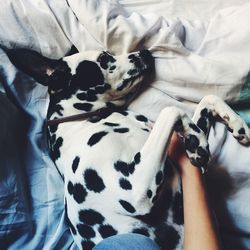 High angle view of dog in bed