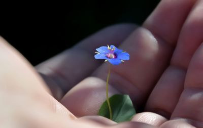 Close-up of hand holding flower