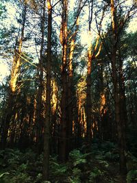 Trees in forest during sunset