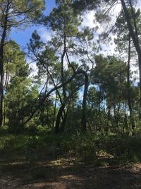 Trees in forest