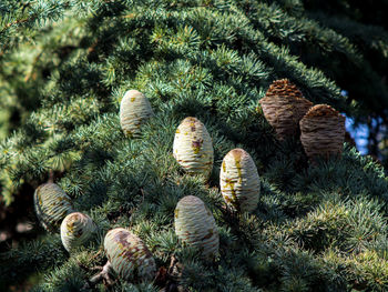 High angle view of christmas tree